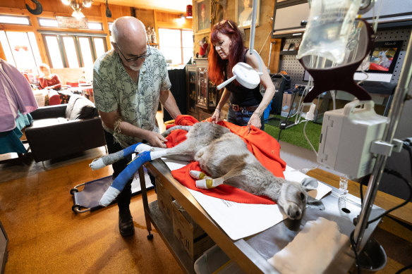 Helen Round and Manfred Zabinskas OAM changing the bandages of an injured female kangaroo at their home wildlife shelter in Trentham.