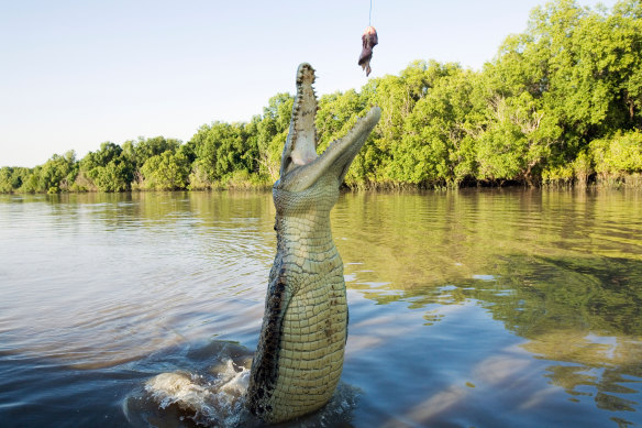 Modern-day crocodiles prefer a diet of meat. And more meat.
