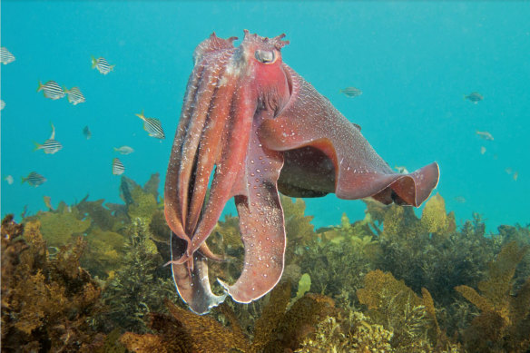 The vivid cuttlefish can be a reminder of life's small joys.