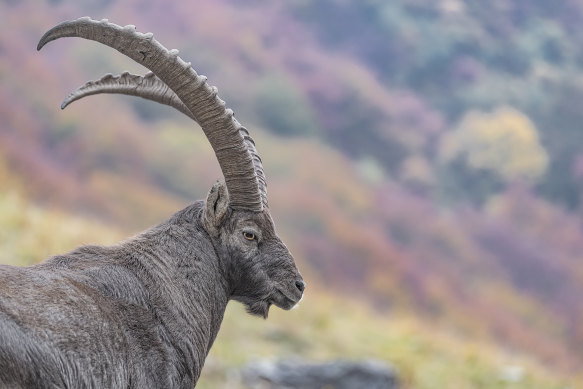 Ibex have returned to the peaks above the valley.