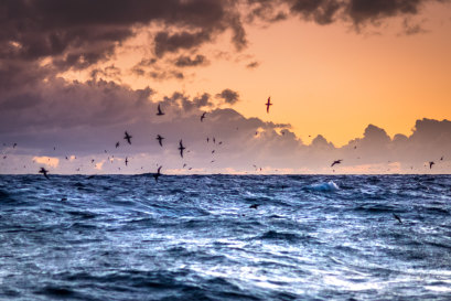 Shearwaters travel an extraordinary 16,000 kilometres to get from the Bering Sea near Alaska to Australia.