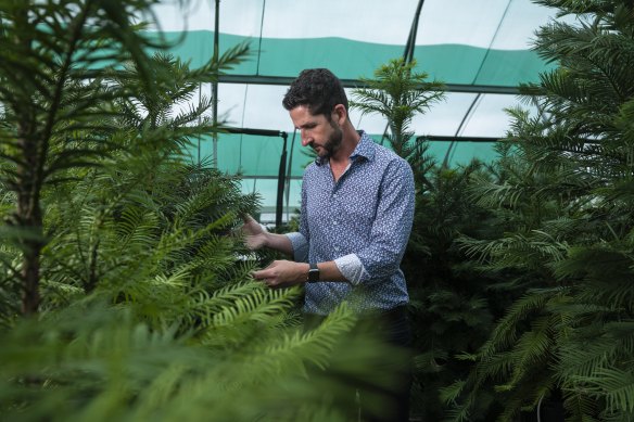John Siemon, director of horticulture, among the Wollemis. Every wild pine is represented in this nursery population.