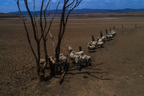 Sheep on the parched lake floor of the Burrendong Dam. The reservoir, one of the largest in the Murray Darling Basin, was down to about 1 per cent full during the worst of the recent drought.