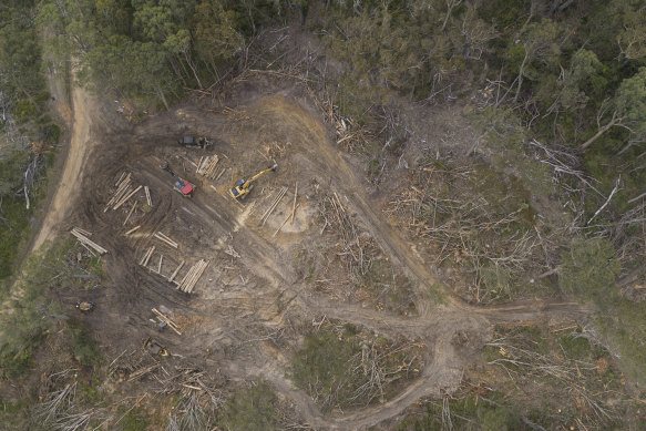 Logging operations in the Tallaganda State Forest by the Forestry Corporation has been suspended for 40 days.