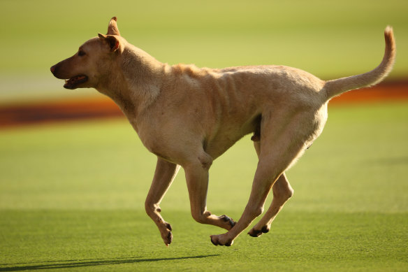 A stray dog crashes the pre-Test party at the Narendra Modi Stadium.