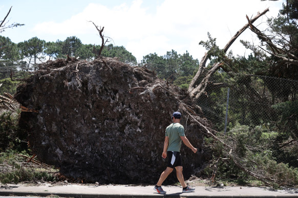 A man walks past a tree uprooted in Cyclone Gabrielle at Titirangi Golf Club on February 15.