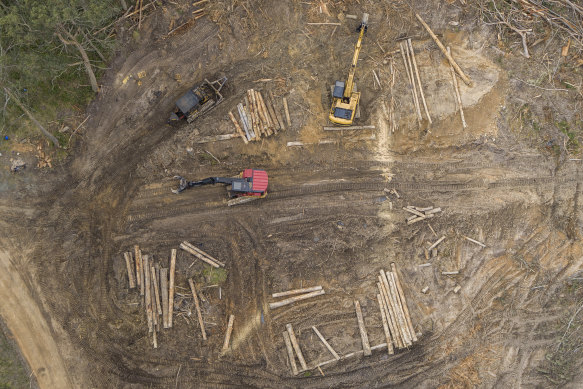 Logging in greater glider habitat in the Tallaganda State Forest. 