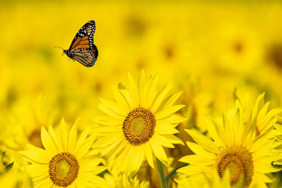 C. S. Lewis wrote that experiences of beauty “are not the thing itself; they are only the scent of a flower we have not found ...”