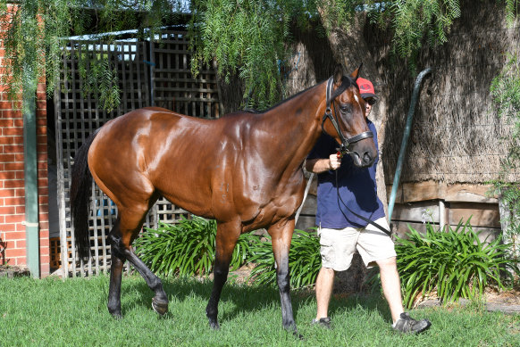 Tofane will begin her final campaign on Saturday in the CF Orr Stakes.