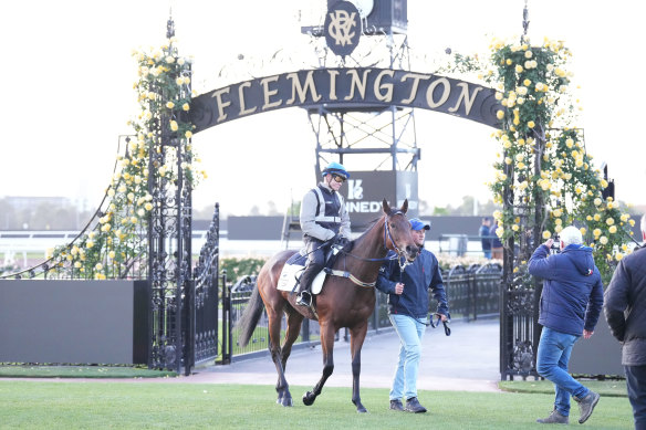 Cup runner Lastotchka gets some early work at Flemington in the lead-up to the big race.