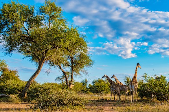 Kruger National Park in South Africa