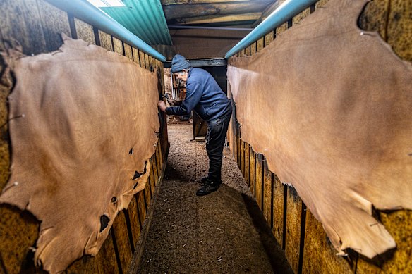 Ross Greenhalgh nailing hides to drying racks.