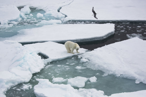 Polar bears are running out of habitat as the Arctic sea ice breaks up and melts.