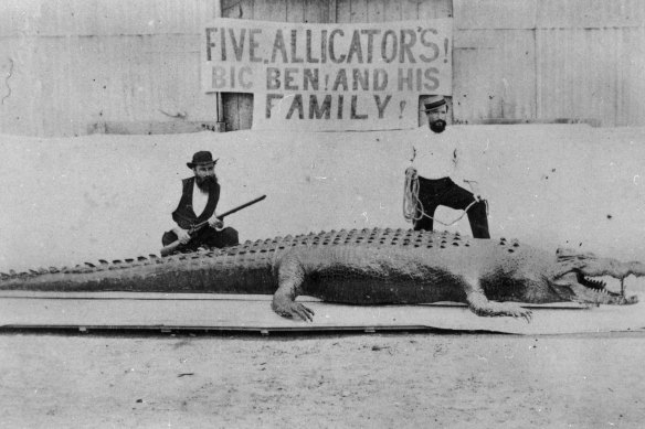 Big Ben was 6.8 metres long and ruled Alligator Creek in Yaamba, near Rockhampton, nearly 150 years ago. After he was killed, his stomach was said to contain “assorted” human bones.