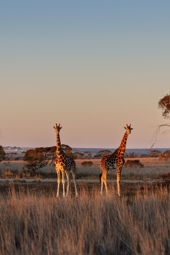 The South Australian wildlife destination is the largest open-range safari experience outside Africa.