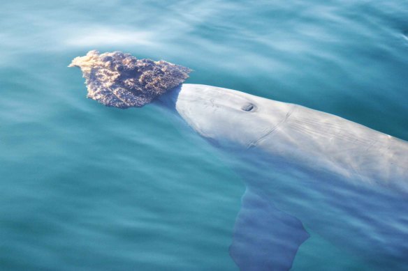 A dolphin in Shark Bay uses a sponge as a foraging tool. 