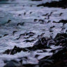 Phillip Island penguins.