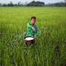 A worker throws fertilizer pellets in a rice field in Twantay, Myanmar, on Sunday, Sept. 2, 2018. While Myanmar’s economy is rebounding from weak agriculture production and exports, the medium-term outlook remains favorable, according to the International Monetary Fund. Photographer: Taylor Weidman/Bloomberg