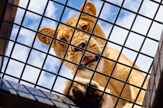 This heart-stopping big cat encounter is an Aussie best-kept secret