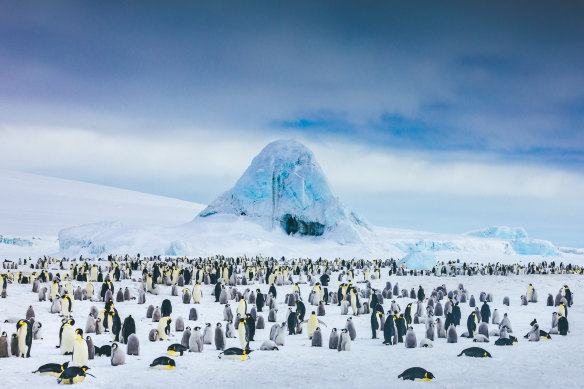 Antarctica teems with wildlife, including emperor penguins.