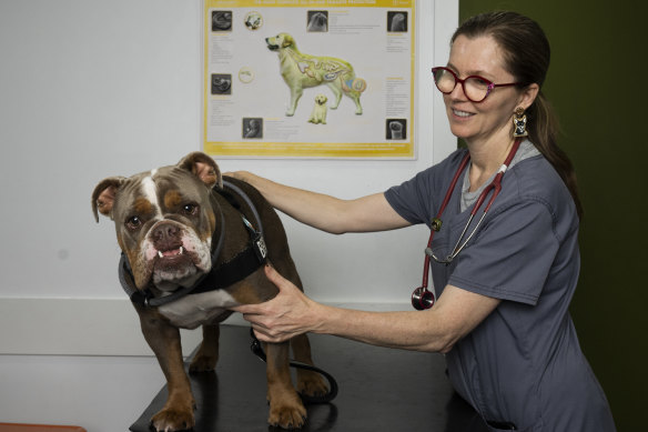 Sydney vet Dr Anne Quain with Bentley, a patient at the Potts Point Veterinary Hospital.