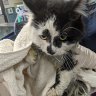 'Horrific act of animal cruelty': Pet cat loses leg in illegal trap