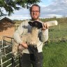 How a flock of 12 sheep helped one man heal his ‘soul tiredness’
