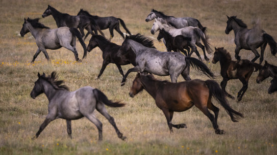 Feral horses, also known as brumbies on the Long Plain, part of the High Plains area in Kosciuszko National Park.