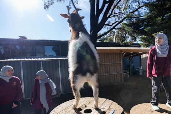 Al Siraat students enjoy the farm area on campus, where they go as part of their studies and for a bit of time out.