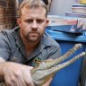 ‘Had to see it with my own eyes’: Crocodile found in suburban backyard