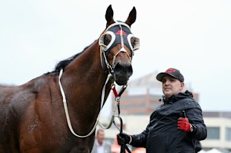 Dunkley's All-Star Mile hope, Jungle Edge.