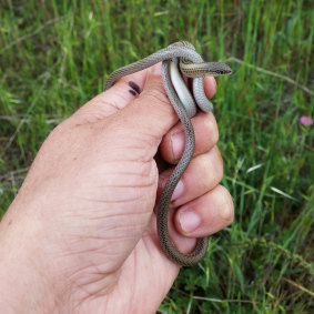 A striped legless lizard.