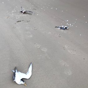 A close-up of the dead crested terns.