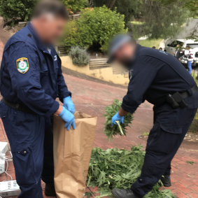 In total around 1500 plants were seized, with an estimated street value of $5.8 million.