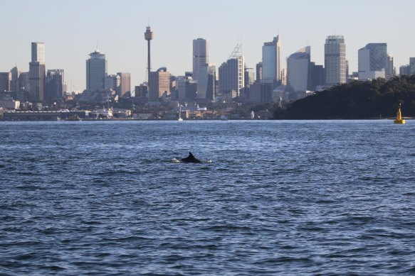 Scientists are identifying Sydney’s dolphins using their dorsal fins, and are trying to better understand why they visit the harbour and what their movements are like.
