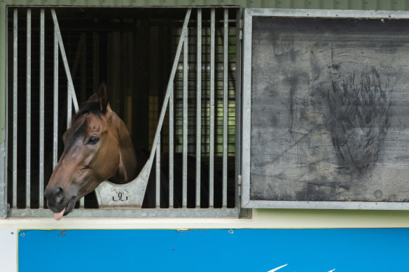 Without a Fight in his box at Werribee Racecourse. 