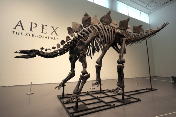 ‘Apex’ the Stegosaurus skeleton   at Sotheby’s New York in New York.