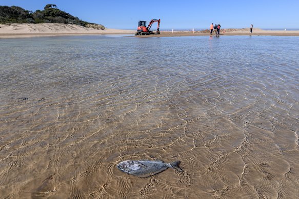 Fish kills in Anglesea have alarmed residents. 