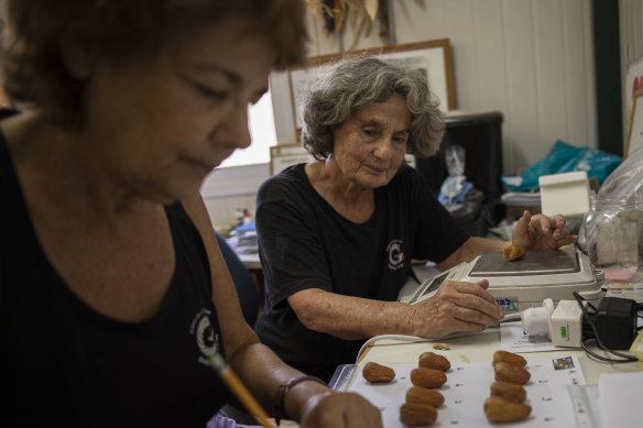 Dr. Sarah Sallon, who researches natural medicine, measures the fruits of a female date tree, named Hannah.