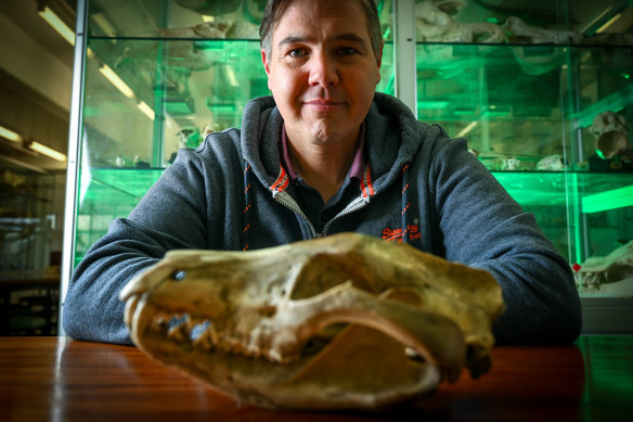 Dr Andrew Pask, pictured with a thylacine skull at Melbourne University.