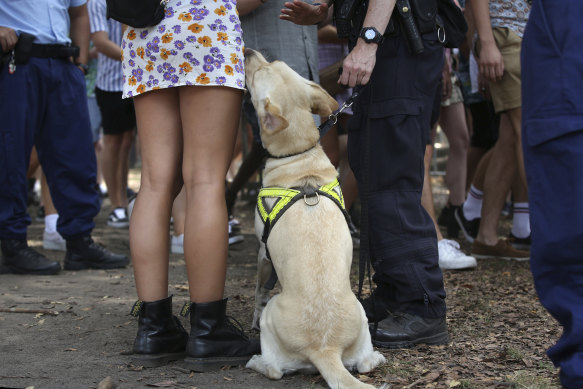 Data reveals drug detection dogs incorrectly sense drugs 75 per cent of the time.