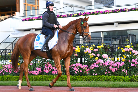 Vauban, ridden by David Casey, at Flemington in the lead-up to the Cup.