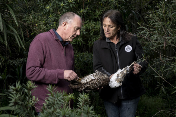 Professors John White and Raylene Cooke examine two owls they believe were poisoned.