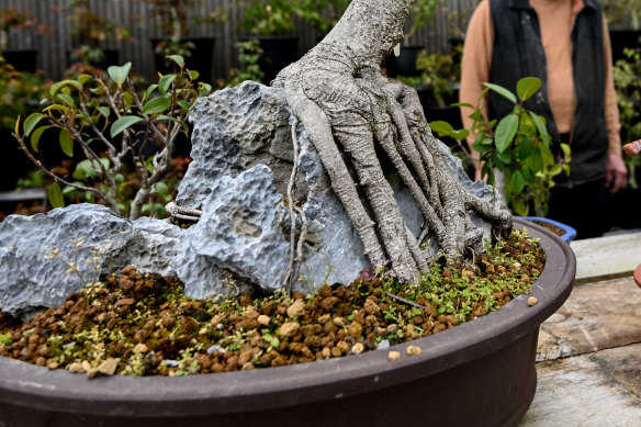 A bonsai at Bonsaiarium.