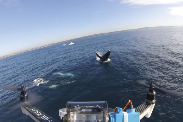 A drone camera films a humpback migrating north off Sydney.