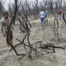 Wildfires in Algeria kill dozens, including family of five