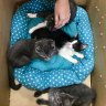 Litter of hot and thirsty kittens dumped in box on 30-degree Perth day
