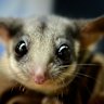 Bailout backing was offered to Zoos Victoria a year before job cuts
