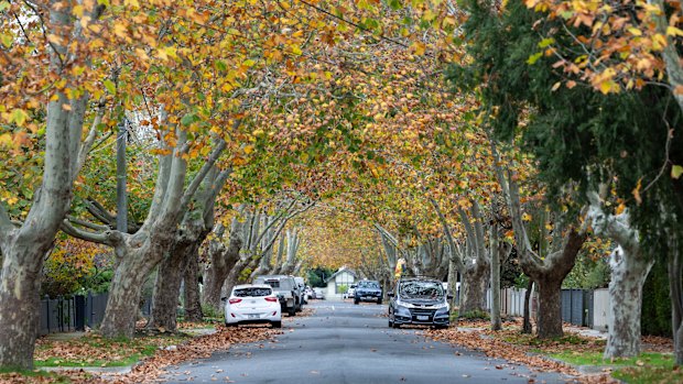 The plane trees look pretty, but they also create a heap of work for residents. 