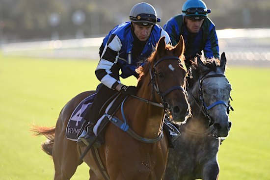 Vauban (left) will attempt to win the Cup on Tuesday, his third running in the race.
